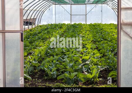 Gewächshaus mit jungen Kohlpflanzen. Biologischer Anbau im Gewächshaus. Stockfoto