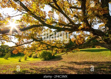 Sunburst durch Äste eines alten Baumes an einem Herbstnachmittag. Arboretum auf der Experimental Farm in Ottawa, Ontario, Kanada Stockfoto