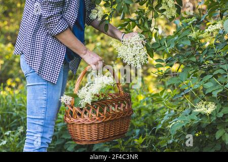 Frau Ernte Holunderblüten zu Weidenkorb. Sammeln Sie Kräuter in der Natur für alternative Medizin Stockfoto