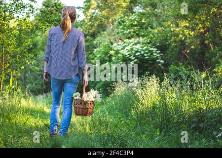 Frau mit Weidenkorb ist Ernte Holunderblüte. Junge Frau sammelt Kräuter in der Natur. Stockfoto