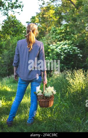 Frau mit Weidenkorb ist Ernte Holunderblüte in der Natur. Kräuter im Frühling sammeln Stockfoto