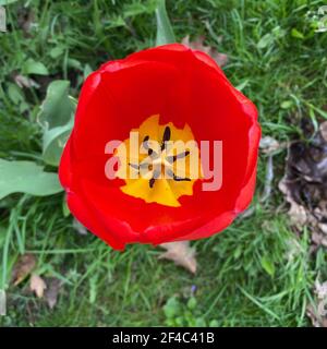 Nahaufnahme von oben einer roten Tulpe mit einem gelben Mitte und schwarzes Staubgefäß Stockfoto