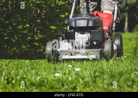 Rasenmähen mit einem Rasenmäher im Garten im Frühjahr. Rasenmähen an sonnigen Tagen. Stockfoto