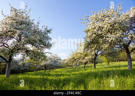 Blühende Obstbäume im Obstgarten und klarer Himmel. Frühling im Garten Stockfoto