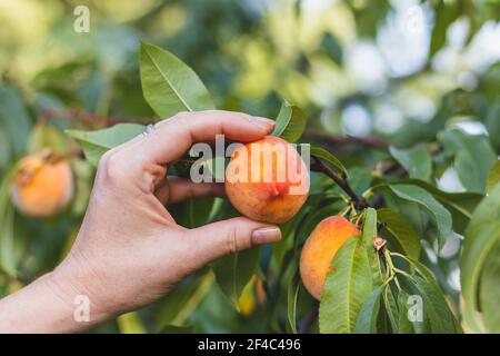 Bauer Ernte Pfirsiche aus Pfirsichbaum in Obstgarten. Weibliche Hand berührt reifen Pfirsich auf Zweig Stockfoto