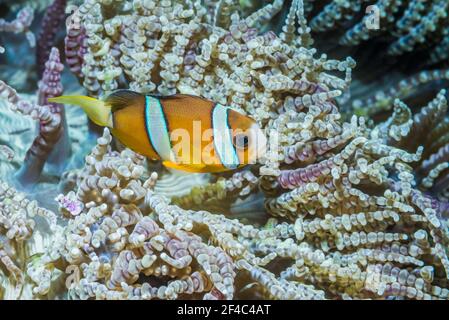 Clarks Anemonefisch [Amphiprion clarkii]. Tulamben, Bali, Indonesien. Stockfoto