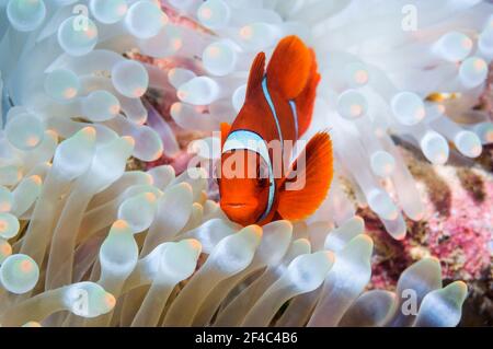 Spinecheek-Anemonefisch [Premnas biaculeatus], männlich, mit gebleichtem Anemon. Bunaken National Park, Nord-Sulawesi, Indonesien. Stockfoto