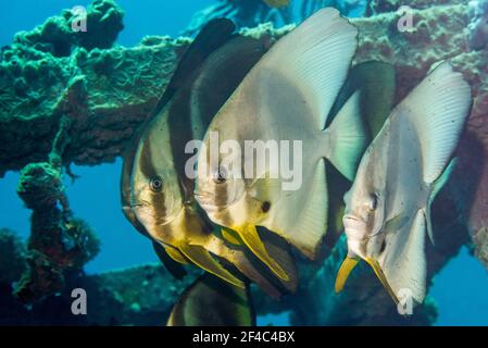 Kreisförmiger Fledermausfisch [Platax orbicularis] halb erwachsen. Tulamben, Bali, Indonesien. Stockfoto