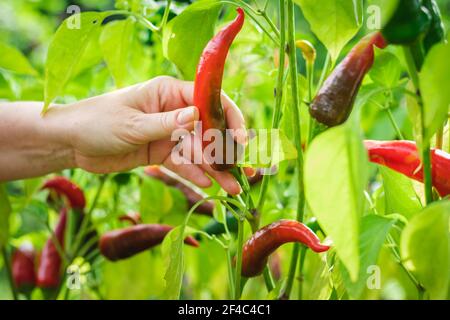 Farmer erntet rote Paprika aus ihrem Bio-Garten. Chilischoten im Gemüsegarten Stockfoto