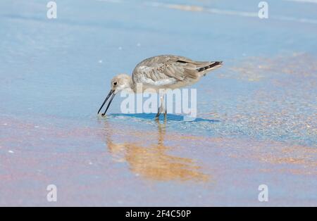 Eine willet am Ufer mit Essen in der Rechnung. Stockfoto