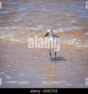 Eine willet am Ufer mit einem Weichtier im Schnabel. Stockfoto