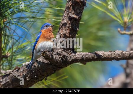 Männlicher östlicher Bluebird, der in einer Kiefer thront. Stockfoto