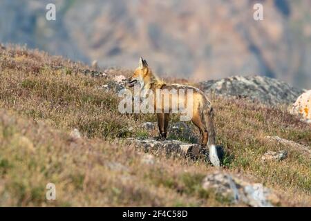 Red Fox (Unterart Rocky Mountain Fox, v.v. macroura) in der Nähe des Beartooth Highway in Montana Stockfoto
