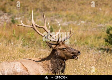 Stierelel liegt in einem Grasfeld mit erhobenem Kopf und großem Geweih. Stockfoto