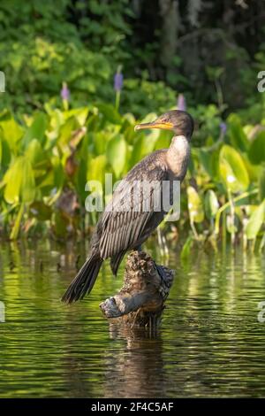 Ein Kormoran mit doppelter Haubenhöhe, der auf einem Baumstamm thront. Stockfoto