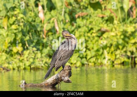 Ein Kormoran mit doppelter Haubenhöhe.auf einem Baumstamm. Stockfoto