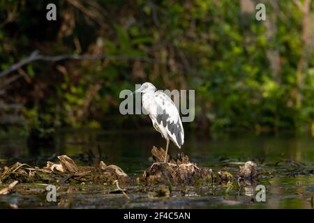 Unreifer kleiner blauer Reiher, der auf einem Bein auf einem Stück Holz im Silver River steht. Stockfoto