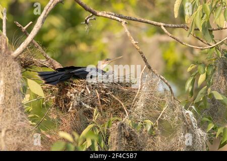 Weibliche Anhinga auf einem Nest sitzend. Stockfoto