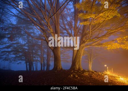 Symbolträchtige Buchen neben dem Stausee Santa Fe de Montseny, in einer nebligen Herbstdämmerung (Katalonien, Spanien) Stockfoto