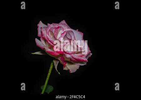 Eine Nahaufnahme einer blühenden zarten Rosenblüte mit Rosa Kanten isoliert auf schwarz Stockfoto
