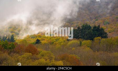 Wald um den Stausee Santa Fe de Montseny im Herbst (Provinz Barcelona, Katalonien, Spanien) ESP: Bosque de los alrededores del embalse, Montseny Stockfoto