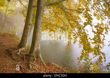 Wald um den Stausee Santa Fe de Montseny an einem nebligen Herbsttag (Provinz Barcelona, Katalonien, Spanien) Stockfoto