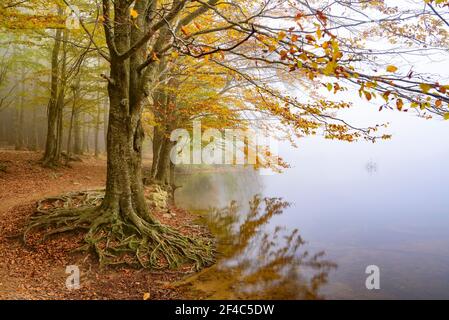 Wald um den Stausee Santa Fe de Montseny an einem nebligen Herbsttag (Provinz Barcelona, Katalonien, Spanien) Stockfoto