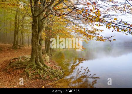 Wald um den Stausee Santa Fe de Montseny an einem nebligen Herbsttag (Provinz Barcelona, Katalonien, Spanien) Stockfoto