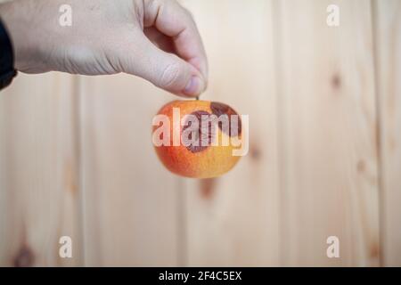 Nahaufnahme einer menschlichen Hand, die einen leicht degradierten Apfel hält, isoliert auf einem weißen Hintergrund mit einem Kopierraum. BIOFRUITS neigen dazu, schneller zu verrotten als Bio-Mo Stockfoto