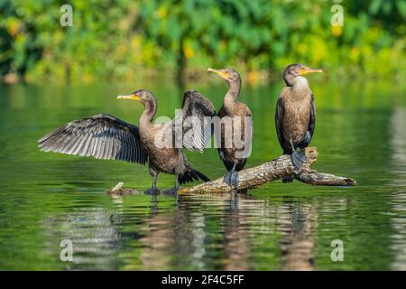 Doppelkrebse Kormoran auf einem Baumstamm. Stockfoto