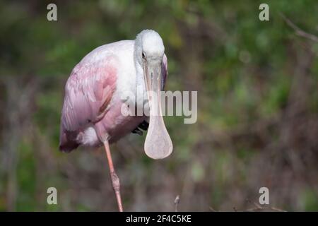 Porträt eines auf einem Bein stehenden Rosenlöffels. Stockfoto