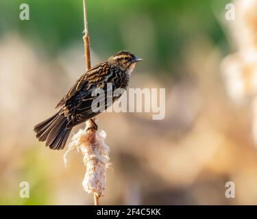 Rotflügelige Amsel, die auf einem Rohrschwanz thront Stockfoto