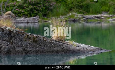 Wilde Blumen wachsen auf einem Felsen am Rand des Wassers Am Skilak Lake Stockfoto