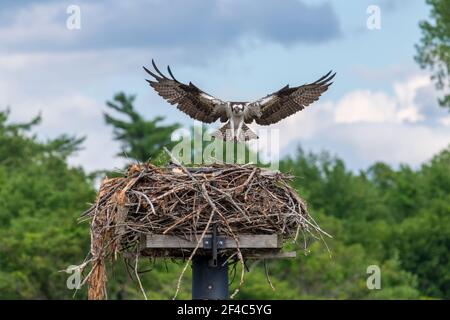 Fischadler Mutter schwebt in der Luft über dem Nest und Ihre Küken Stockfoto