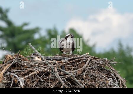 Mutter Fischadler ruft nach ihrem Kumpel, während sie schützt Ihre Küken im Nest Stockfoto