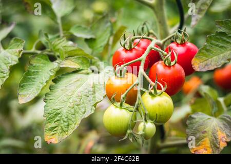 Reife Tomaten in Bio-Gemüsegarten, verschwommener Hintergrund. Rote Tomate vor der Ernte. Stockfoto