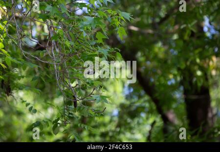 An einem Baumglied hängende Schwarzdeckelmuschel (Poecile atricapillus) Stockfoto