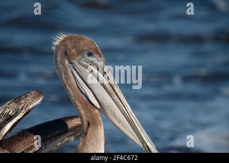 Nahaufnahme eines braunen Pelikans, der meist die Oberseite des Kopfes mit Wasser im Hintergrund zeigt. Stockfoto