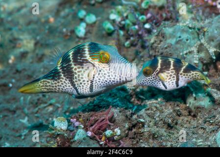 Valentinis scharfer Nasenpuffer oder schwarz-gesattelte toby [Canthigaster valentini] umwerben Paar. Tulamben, Bali, Indonesien. Stockfoto