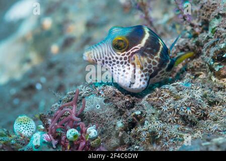 Valentinis scharfer Nasenpuffer oder Schwarzgesattelte toby [Canthigaster valentini]. Tulamben, Bali, Indonesien. Stockfoto