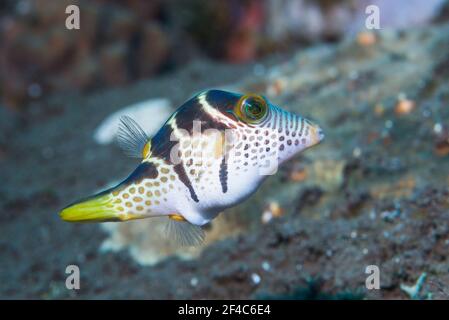 Valentinis scharfer Nasenpuffer oder Schwarzgesattelte toby [Canthigaster valentini]. Tulamben, Bali, Indonesien. Stockfoto