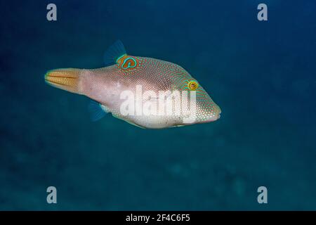 Compressed toby oder Fine-Spotted-Kugelfisch [Canthigaster compressa]. Tulamben, Bali, Indonesien. Stockfoto