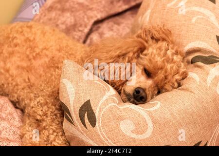 Ein trauriger kranker müder Pudel liegt auf dem Bett auf einem Kissen. Stockfoto