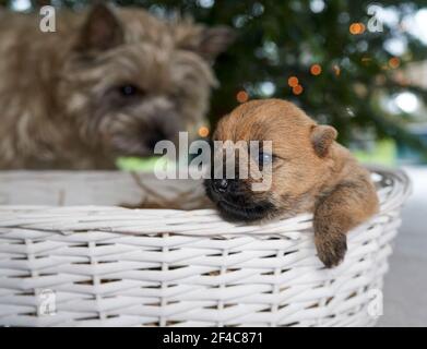 Cairn Terrier Welpe (14 Tage) im Wurfkorb vor einem Weihnachtsbaum im Wohnzimmer der Familie. Stockfoto