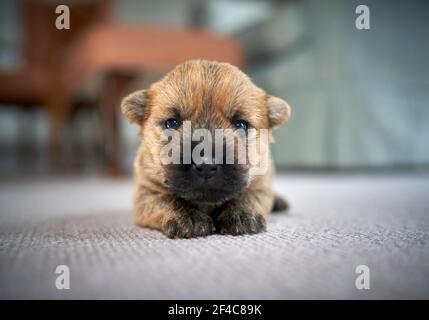 Niedlicher Single Cairn Terrier Welpe (14 Tage) liegt auf dem Wohnzimmer der Familie Boden. Stockfoto