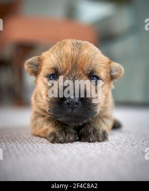 Niedlicher Single Cairn Terrier Welpe (14 Tage) liegt auf dem Wohnzimmer der Familie Boden. Stockfoto