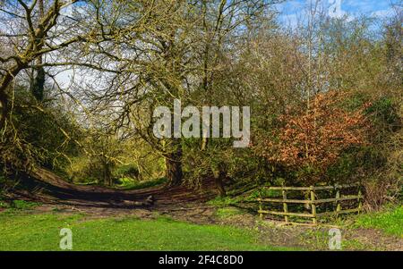 Ländliche Landschaft mit Fußweg flankiert von Bäumen und grünen Weiden an schönen Frühlingsmorgen in der Westwood, Beverley, Yorkshire, Großbritannien. Stockfoto