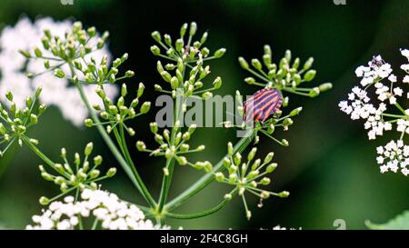 Colorado Kartoffelkäfer Schädling frisst junge Blätter der Pflanzen Stockfoto