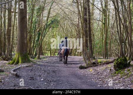 Ashford, Kent, Großbritannien. März 2021, 20th. UK Wetter: Angenehmer Samstagnachmittag Sonnenschein, während Familien durch die alten Wälder des Hamstreet Woods National Nature Reserve am Stadtrand von Ashford in Kent spazieren. Reiter genießen den Tag im Wald. Foto-Kredit: Paul Lawrenson/Alamy Live Nachrichten Stockfoto