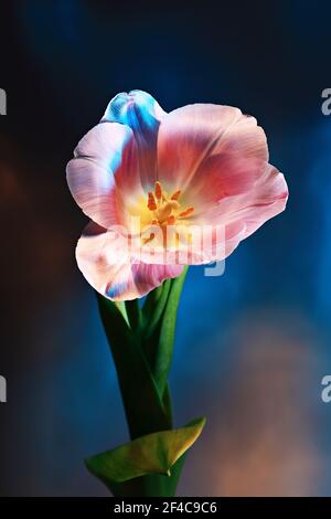 Nahaufnahme von rosa Tulpenknospen in rotem und blauem Licht Stockfoto
